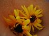 goghs_sunflower